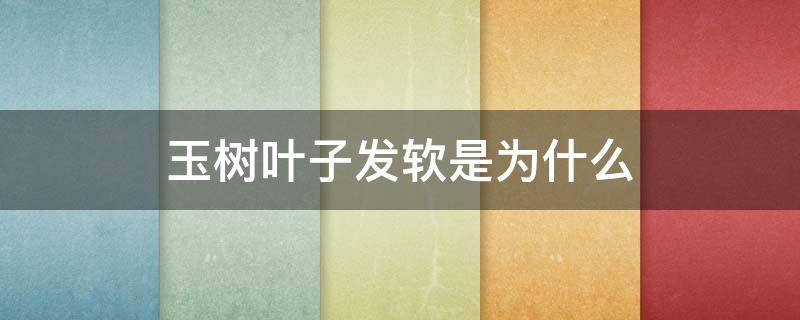 玉树叶子发软是为什么（玉树叶子发软是为什么发黄）