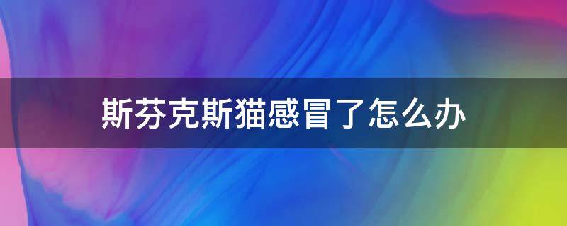 斯芬克斯猫感冒了怎么办 斯芬克斯猫流鼻涕