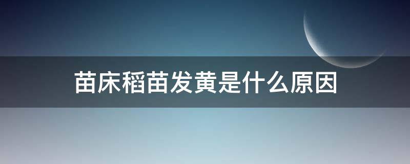 苗床稻苗发黄是什么原因 水稻苗床苗发黄是什么原因