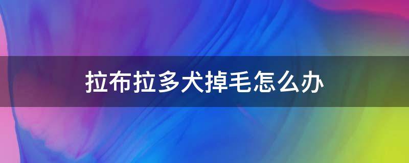 拉布拉多犬掉毛怎么办 拉布拉多掉毛多怎么办