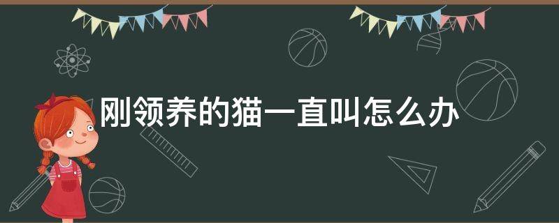 刚领养的猫一直叫怎么办 刚领养小猫一直叫是什么原因