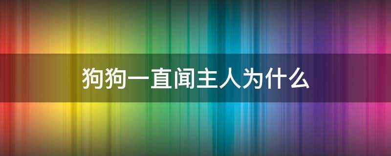 狗狗一直闻主人为什么 狗为什么总闻主人