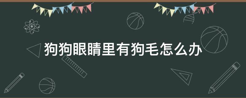 狗狗眼睛里有狗毛怎么办（狗眼睛里有毛毛怎么办）