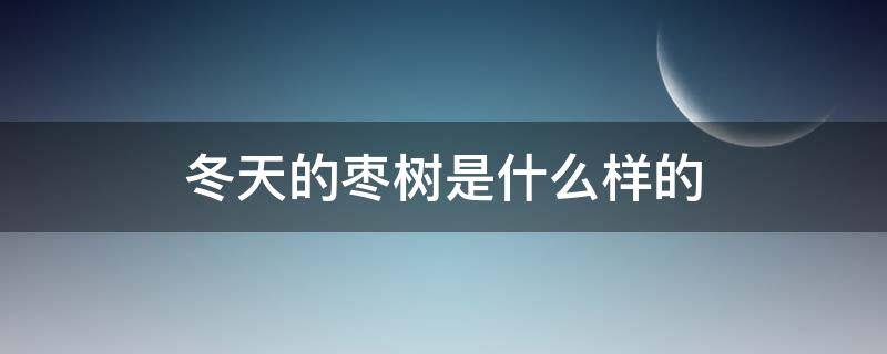 冬天的枣树是什么样的 冬天的枣树是什么样的景象