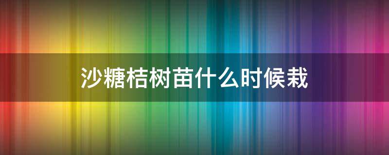 沙糖桔树苗什么时候栽（沙糖桔树苗几月份移苗栽种好）