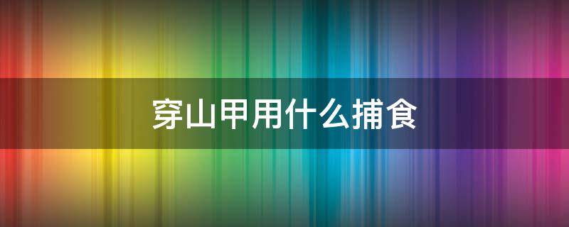 穿山甲用什么捕食（穿山甲用身体哪个部位进行捕食）