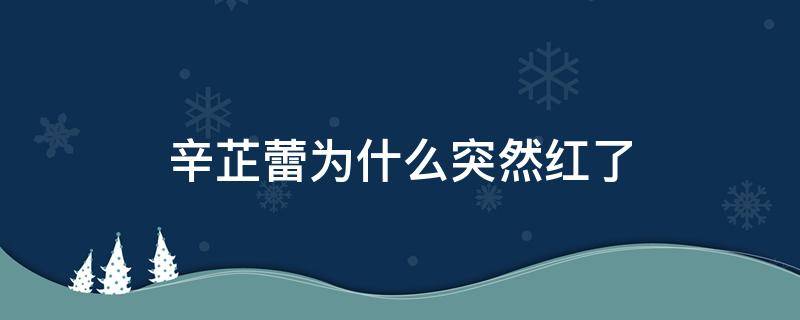 辛芷蕾为什么突然红了（辛芷蕾怎么红的）