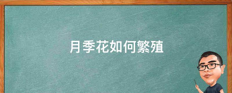 月季花如何繁殖 月季花如何繁殖 百度网盘