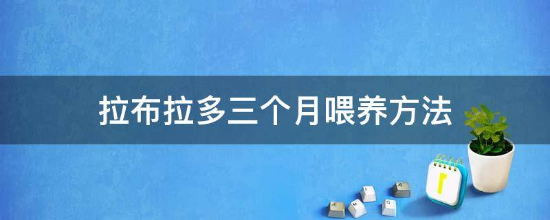 拉布拉多三个月喂养方法 拉布拉多3个多月怎么喂养