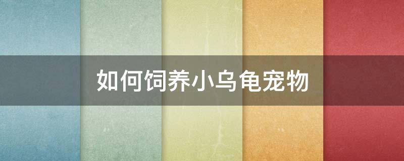 如何饲养小乌龟宠物（怎样饲养乌龟宠物）