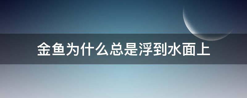 金鱼为什么总是浮到水面上（金鱼为什么总是浮在水面上）