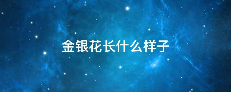 金银花长什么样子 野生金银花长什么样子