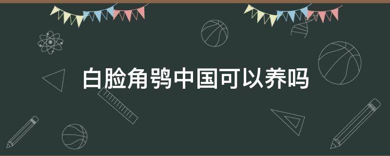 白脸角鸮中国可以养吗 白脸角鸮能养吗