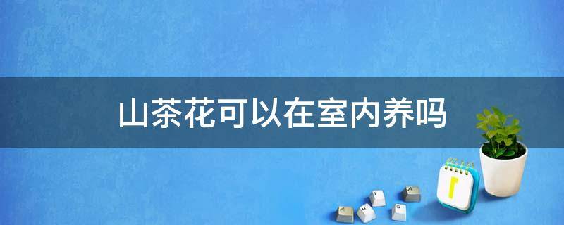 山茶花可以在室内养吗（山茶花可以在室外养吗）