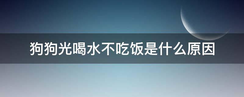 狗狗光喝水不吃饭是什么原因 小狗光喝水不吃饭怎么回事