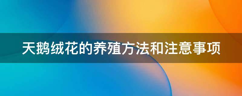 天鹅绒花的养殖方法和注意事项 天鹅绒竹芋叶子发黄叶子下垂