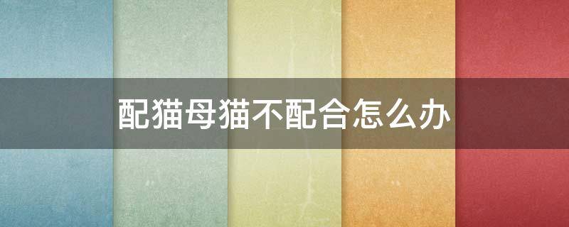 配猫母猫不配合怎么办 母猫不会配