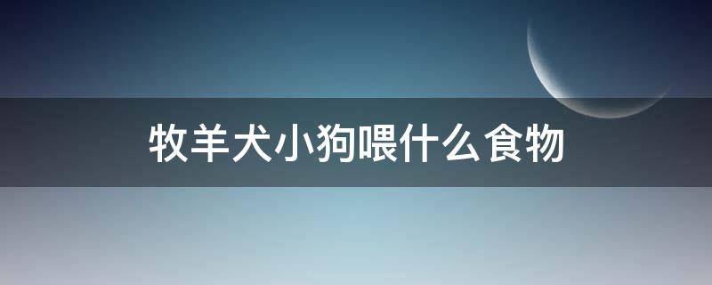 牧羊犬小狗喂什么食物 牧羊幼犬吃什么食物