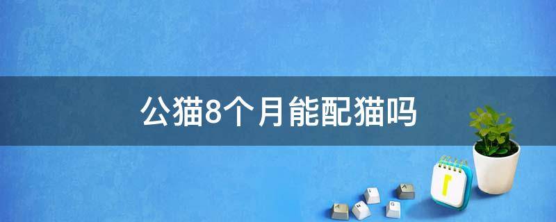 公猫8个月能配猫吗 公猫8个月可以配么