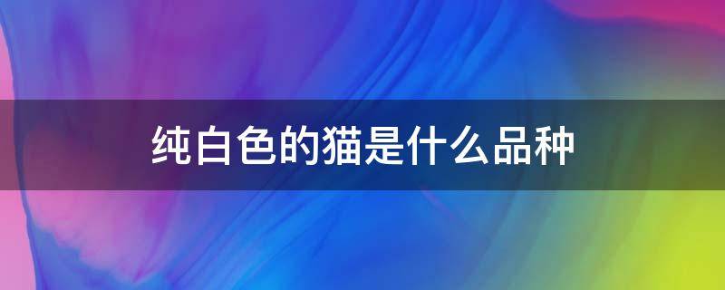 纯白色的猫是什么品种 纯白色的猫是什么品种胖嘟嘟的