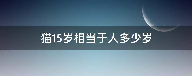 猫15岁相当于人多少岁（猫15岁是多少年）