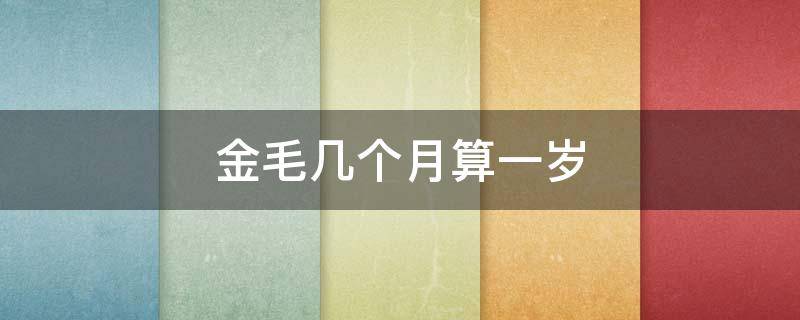 金毛几个月算一岁 金毛多长时间算一岁