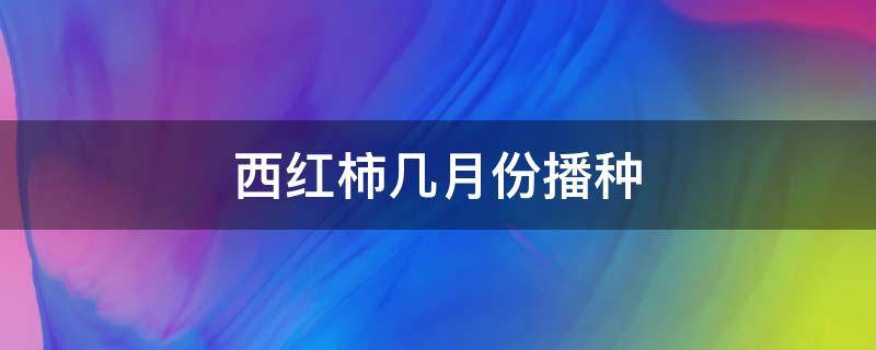 西红柿几月份播种（延秋西红柿几月份播种）