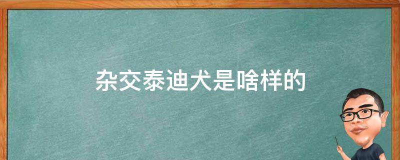 杂交泰迪犬是啥样的 泰迪是杂交狗吗