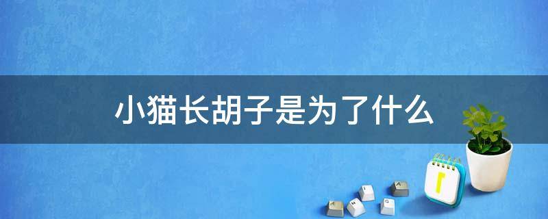 小猫长胡子是为了什么 小猫长胡子是为了什么当爸爸还是捉老鼠