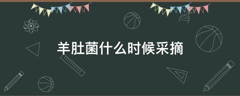 羊肚菌什么时候采摘 羊肚菌什么时候采摘?