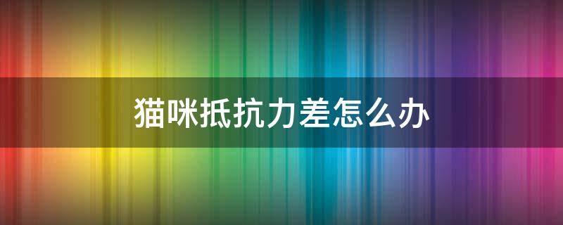 猫咪抵抗力差怎么办 猫咪抵抗力低是什么原因