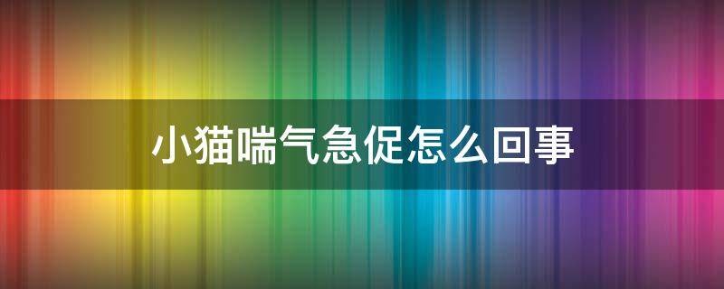 小猫喘气急促怎么回事 刚出生的小猫喘气急促怎么回事