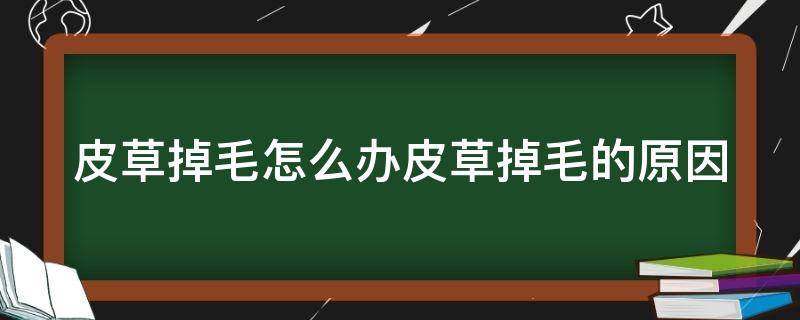 皮草掉毛怎么办皮草掉毛的原因 皮草掉毛怎么办?教你处理方法!