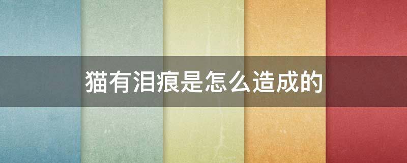 猫有泪痕是怎么造成的 猫怎么会有泪痕
