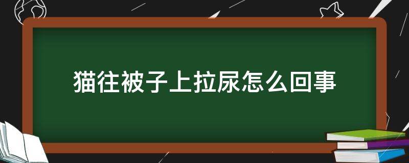 猫往被子上拉尿怎么回事（猫咪在被子上拉尿怎么办）