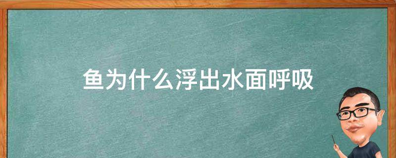 鱼为什么浮出水面呼吸 鱼为啥浮出水面呼吸