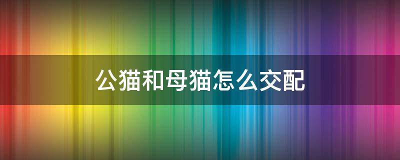 公猫和母猫怎么交配 猫配对的视频教程