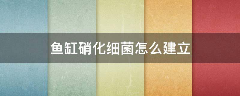 鱼缸硝化细菌怎么建立 鱼缸如何建立硝化细菌