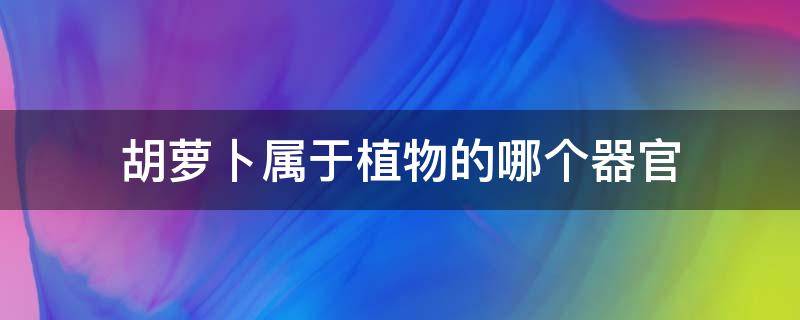 胡萝卜属于植物的哪个器官（胡萝卜是植物的哪个部位及功能）