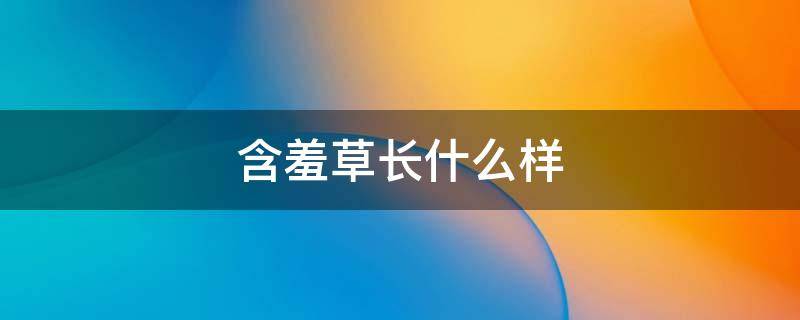 含羞草长什么样（含羞草长什么样子含羞草的图片）