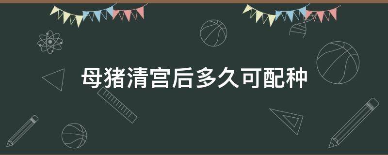 母猪清宫后多久可配种 母猪清宫后几个小时能配猪