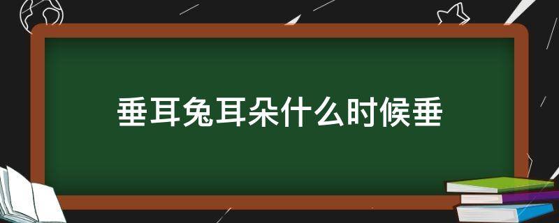 垂耳兔耳朵什么时候垂 垂耳兔几个月耳朵才能完全垂好