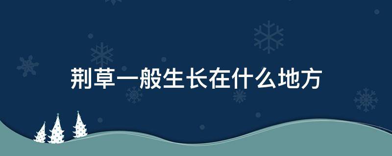 荆草一般生长在什么地方 荆草一般长在哪里