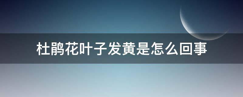 杜鹃花叶子发黄是怎么回事（杜鹃花的叶子发黄是怎么回事）