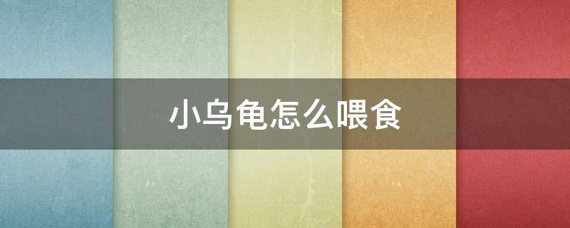 小乌龟怎么喂食（刚出生的小乌龟怎么喂食）