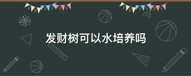 发财树可以水培养吗 发财树可以水培吗方法