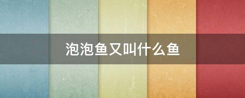 泡泡鱼又叫什么鱼（泡泡鱼又叫什么名字）