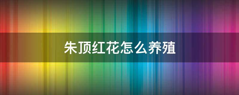 朱顶红花怎么养殖 怎样养朱顶红花