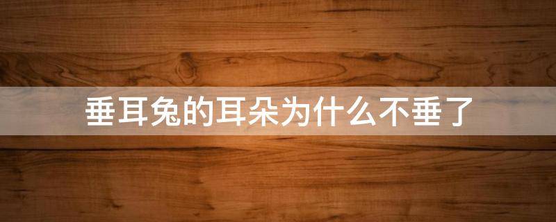 垂耳兔的耳朵为什么不垂了（垂耳兔为啥耳朵不垂了）