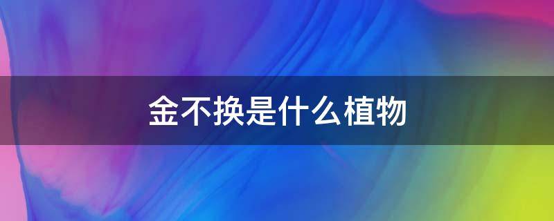 金不换是什么植物 金不换是什么植物,有何用途